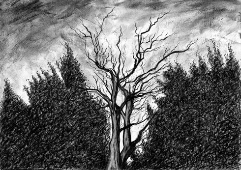 The Pagan Tree, Lyth Hill  (2016)